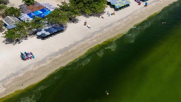 Laut Ko Lan Thailand Hijau Terang, Bahaya Plankton Ledak