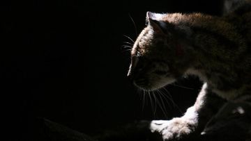 Spesies Kucing Baru Ditemukan di Hutan Bolivia, Ini Penampakannya