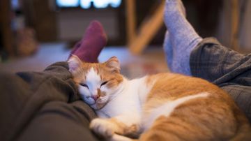 Terungkap! Tanda Kucing Menahan Sakit yang Harus Kamu Waspadai