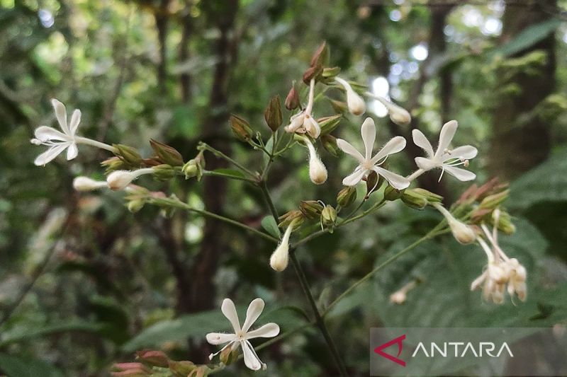 Resmi Ditemukan: Spesies Baru Clerodendrum ismaili Tambah Kaya Hayati TNBTS