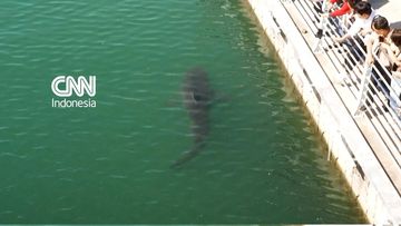 Hiu Terdampar di Kanal Busan, Korsel, Selama Dua Pekan