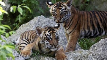 Kebun Binatang Fort Worth: Dua Bayi Harimau Sumatra Lahir, Milestone Konservasi