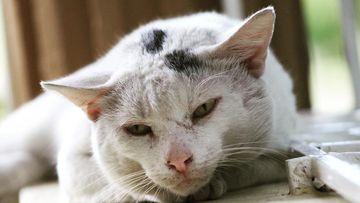 7 Cara Merawat Kucing Tua agar Tetap Sehat dan Bebas Stres